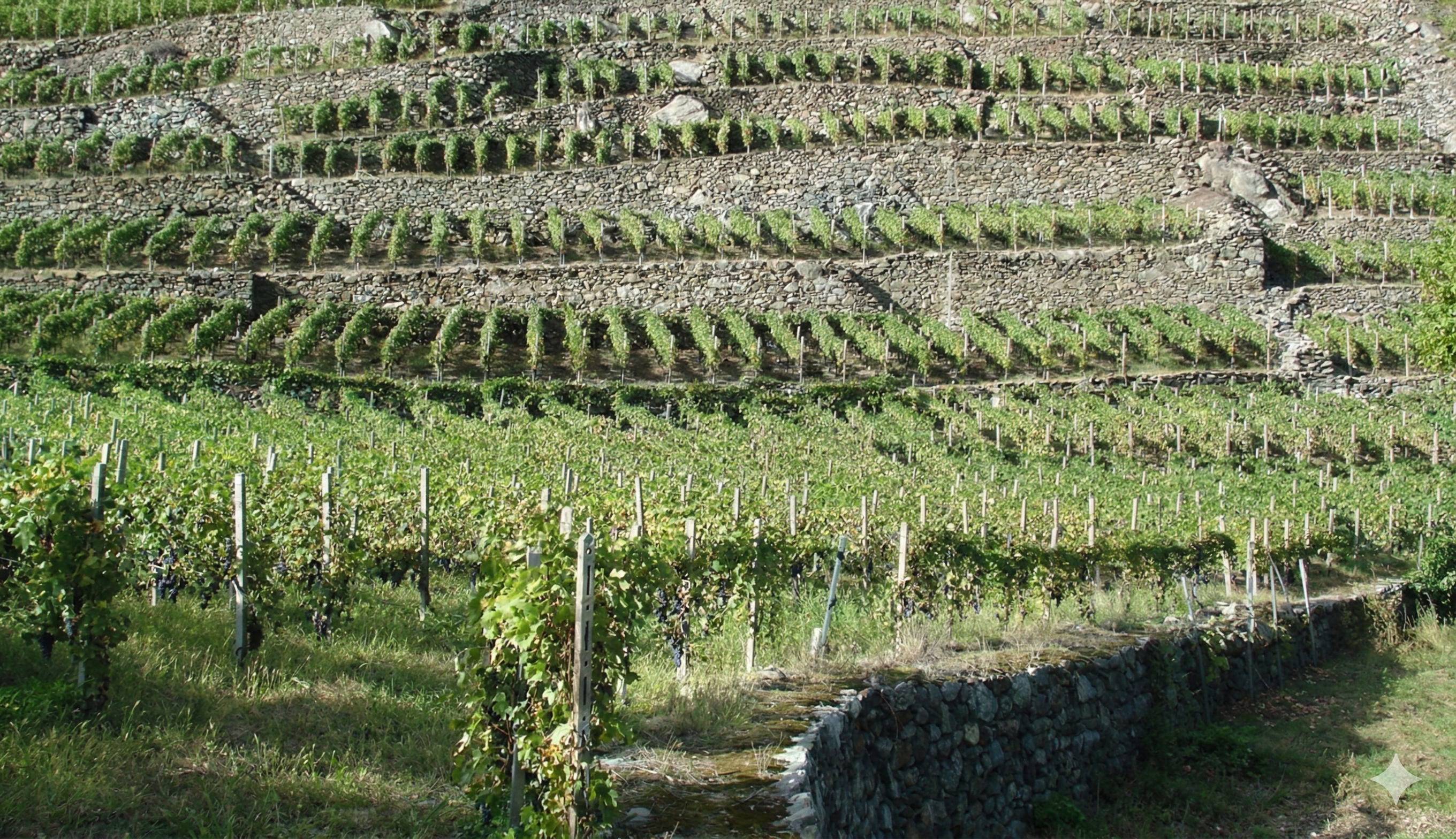Vino di Valtellina